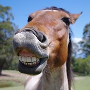 Meet your Posher, Lilly